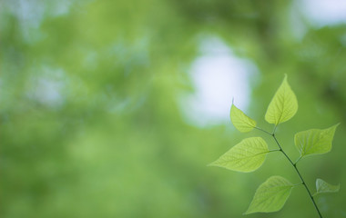 Green leafs background. Horizontal orientation