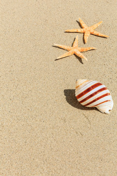 starfish and Shells on sandy beach