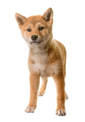 puppy shiba inu