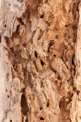 Worm and Beetle Wood Mesquite Texture