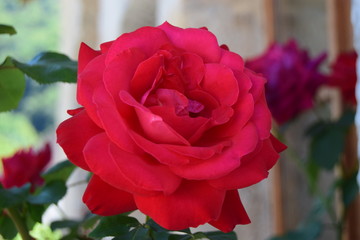 Rose rouge