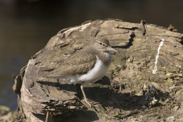 sandpiper