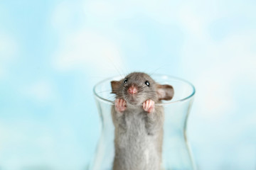 Cute funny rat in glass on light background