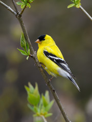 Male American Goldfinch