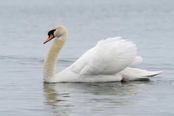 Mute Swan Swimming