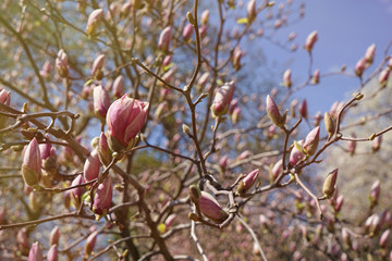 Blossoming branches of magnolia