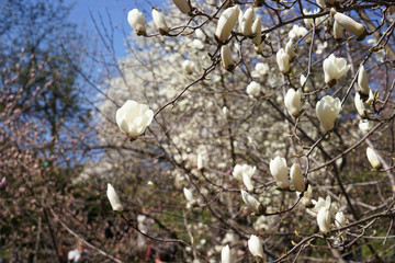 Blossoming branches of magnolia