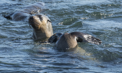 Australian fur seals.in Tasmania
