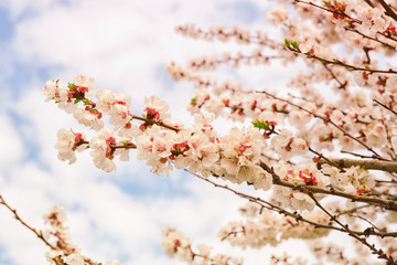 Branches of blooming tree flowers on blurred background