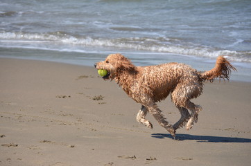 Perro corriendo en la playa junto a su pelota