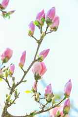 Naklejka na ściany i meble Branch of blooming tree flowers on blurred background
