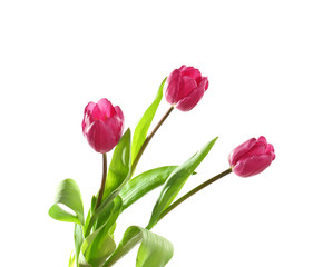 Beautiful lilac tulips on white background