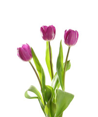 Beautiful lilac tulips on white background