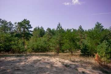 Fototapeta na wymiar Pine view in summer forest