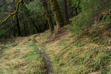 Fototapeta na wymiar Rogue River area hike