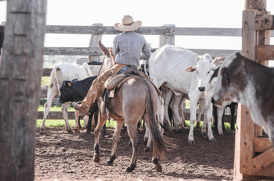 Cowboy directing cattle on farm's corral