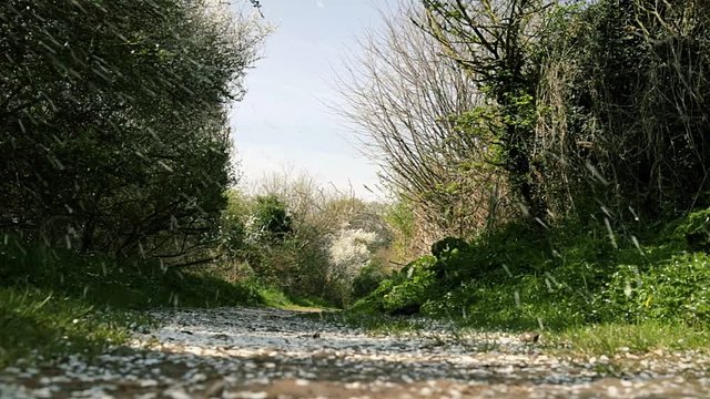 Empty countryside walking track trough green grass and blooming trees. 