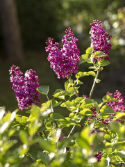 Obraz premium Lilas
