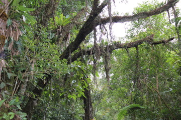 Naklejka premium musgo