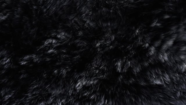 Beautiful black fur blowing on the wind, luxury abstract natural animation, close up macro shot of animal hair in slow motion.