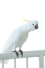 sulphur crested cockatoo on a balconey railing