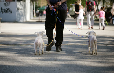 Man walking with two rescued dogs on the street.
