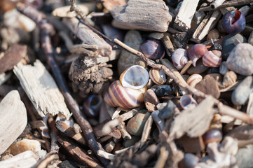 On the shore, stones, woks, wands, branches, texture.