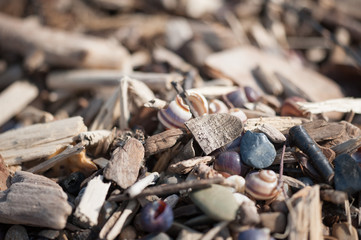 On the shore, stones, woks, wands, branches, texture.