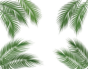 Fototapeta na wymiar Tropical green palm leaves on four sides. Set. Isolated on white background. illustration