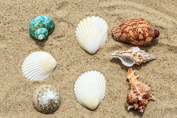 conch and Shells on sandy beach