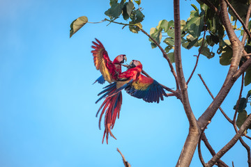Two scarlet macaw (Ara macao) one the brunch with a blue sky on the background © Dudarev Mikhail