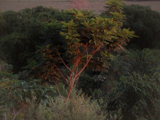 Árvore em destaque.