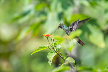 Fototapeta na wymiar Rufous tailed hummingbird (Amazilia tzacatl) feeds in the wild. Costa Rica