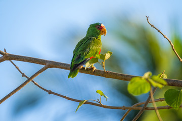 Red lored parrot (Amazona autumnalis) on the branch.