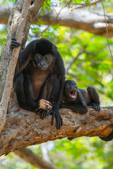 Mantled howler (Alouatta palliata). Female of golden mantled howling monkey with baby on the tree.