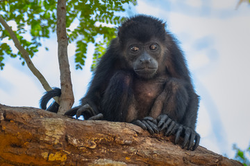Mantled howler (Alouatta palliata). Baby of golden mantled howling monkey on the tree.