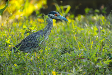 Yellow crowned night heron (Nyctanassa violacea) in the wild, with green grass background