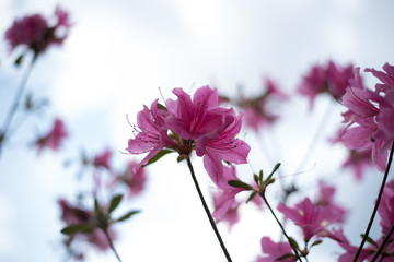 Pink Flowers 