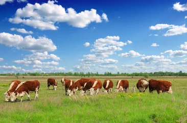 Tableaux ronds sur aluminium brossé Vache Vaches qui paissent au pâturage