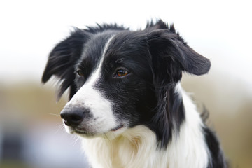 The portrait of a black and white Border Collie dog posing outdoors