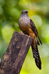 Plaintive Cuckoo
