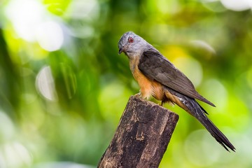 Plaintive Cuckoo