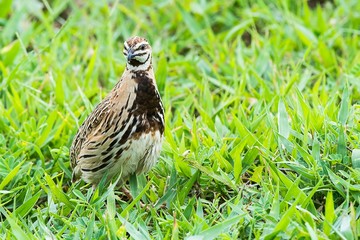 Rain Quail