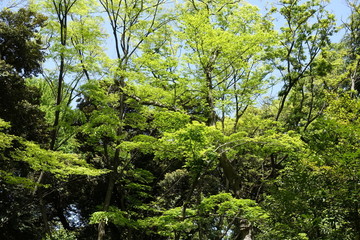 新緑の公園