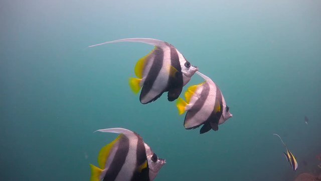 Вымпельные рыбы бабочки. Увлекательные подводные погружения у острова Мафия. Танзания. Индийский океан.