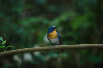 Hill Blue Flycatcher on a branch(