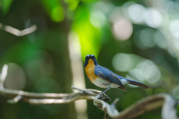 Hill Blue Flycatcher on a branch(