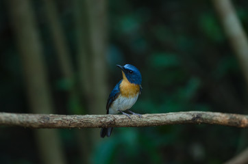 Hill Blue Flycatcher on a branch(