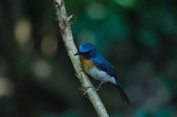 Hill Blue Flycatcher on a branch(