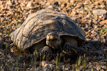 Desert Tortoise